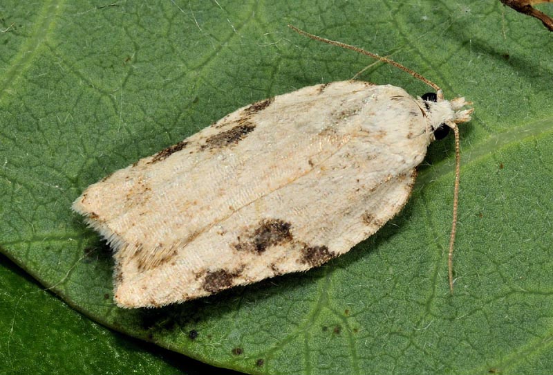 Acleris kochiella? S